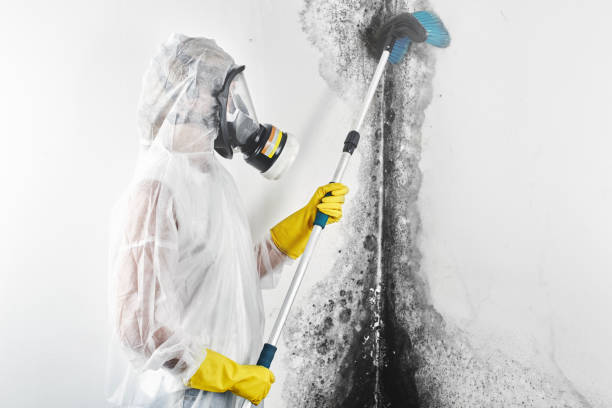 Best Water Damage & Mold Remediation  in South Woodstock, CT