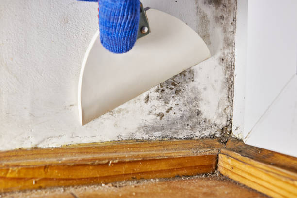 Best Forensic Mold Investigation  in South Woodstock, CT