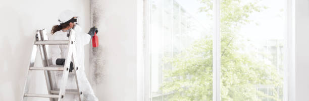 Best Basement Mold Removal  in South Woodstock, CT
